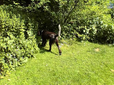 Kleiner münsterländer Anton - Hvad er det? billede 18