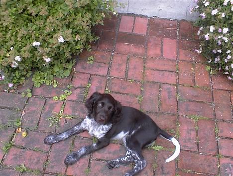 Kleiner münsterländer Anton - Héèj med dig billede 19