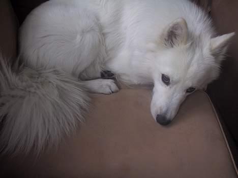 Dansk Spids bounty billede 1