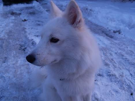 Dansk Spids bounty billede 2