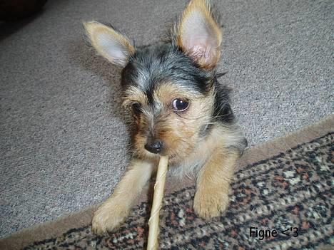 Blanding af racer ♥ Figne 'Nielsen' ♥ - Mmh- En lækkerbisken billede 1