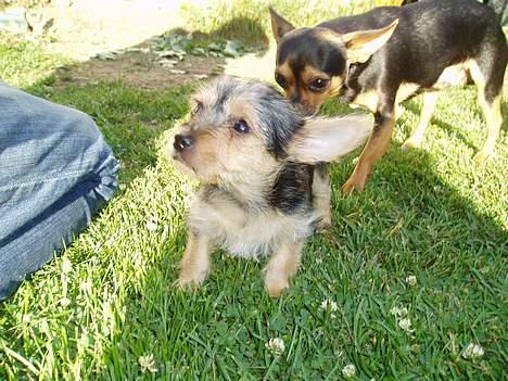 Blanding af racer ♥ Figne 'Nielsen' ♥ - Se, En fugl ^.^ billede 2