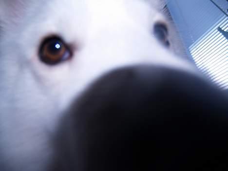 Dansk Spids bounty billede 3