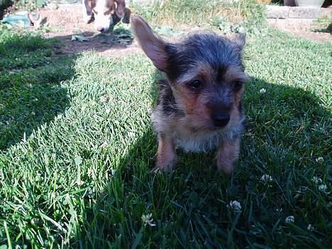 Blanding af racer ♥ Figne 'Nielsen' ♥ - Lidt træt :) billede 3