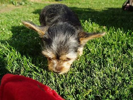 Blanding af racer ♥ Figne 'Nielsen' ♥ - Jeg er lidt Doven billede 4