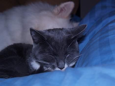 Dansk Spids bounty billede 4