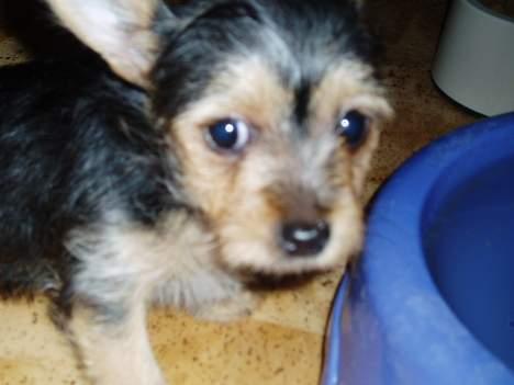 Blanding af racer ♥ Figne 'Nielsen' ♥ - Hva kigger du På ? ^.^ billede 5