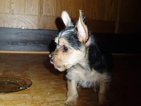 Blanding af racer ♥ Figne 'Nielsen' ♥ - SE DER! billede 6