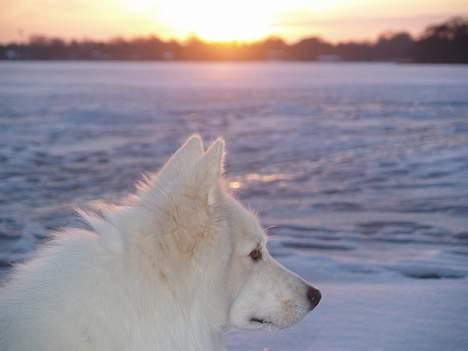 Dansk Spids bounty billede 5