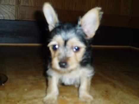 Blanding af racer ♥ Figne 'Nielsen' ♥ - Er jeg ikke bare Sød ? :P billede 7