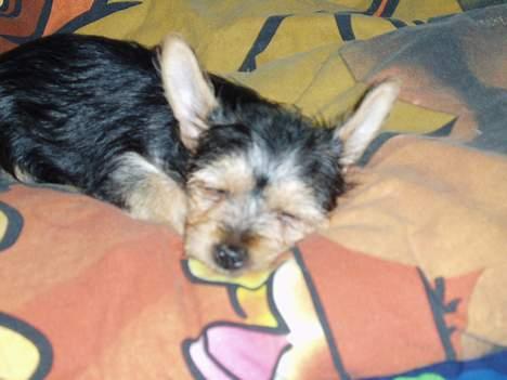 Blanding af racer ♥ Figne 'Nielsen' ♥ - zzz. billede 9