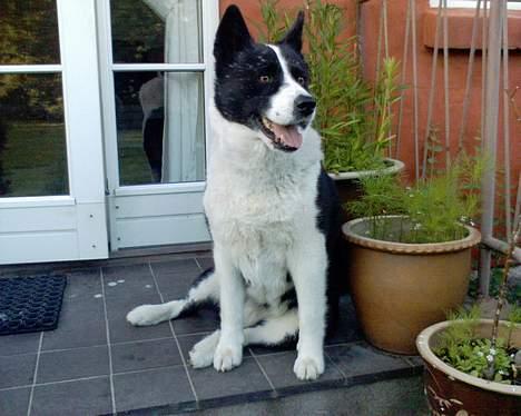 Karelsk bjørnehund Bjørnehusets Lykke *DØD* - Melder! alt ok her! billede 13