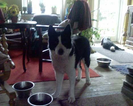 Karelsk bjørnehund Bjørnehusets Takki*Død* - heeey! :-) billede 14