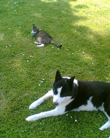 Karelsk bjørnehund Bjørnehusets Takki*Død* - Takki og Stribe-mis billede 15