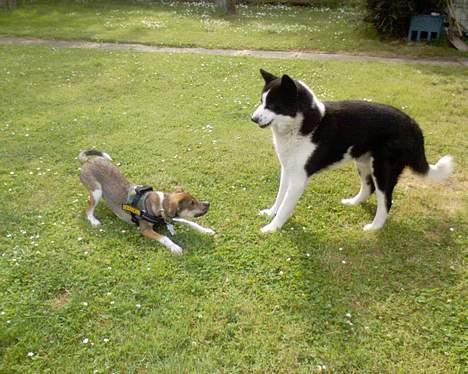 Karelsk bjørnehund Bjørnehusets Takki*Død* - Ai..gider dig altså ikke lige nu lille hund.. billede 16