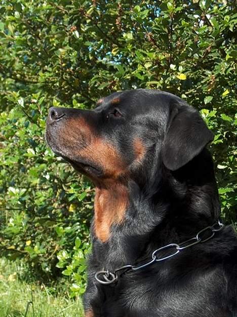 Rottweiler Asan R.I.P. - jeg skal nok sidde stille mor... billede 8