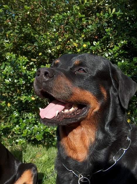 Rottweiler Asan R.I.P. - -har du snart taget det billede???... billede 9