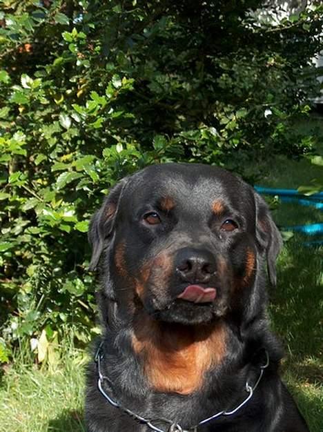 Rottweiler Asan R.I.P. - - Dumme mor, du kunne da godt sige til når du havde taget det!!!! billede 10