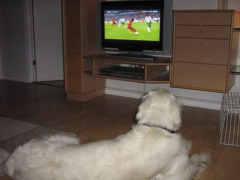 Golden retriever McCartney - Cartney ser VM i fodbold billede 6
