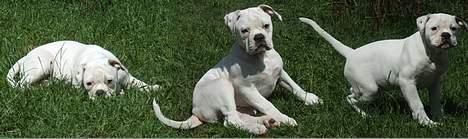 Olde english bulldogge Missy - og så lige collagen med Missy.... billede 8