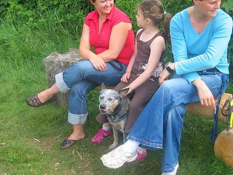 Australsk cattledog Tess - Så er der time-out et øjeblik. billede 6