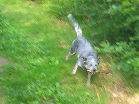 Australsk cattledog Tess - Så fik jeg min pind!! billede 7
