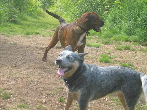 Australsk cattledog Tess - Det er altså temmelig svært at holde tungen lige i munden, når jeg skal holde styr på de andre 2 vovser :-O billede 8