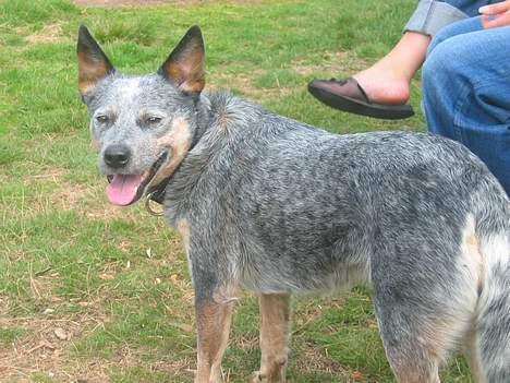 Australsk cattledog Tess - Kaldte du?? billede 9