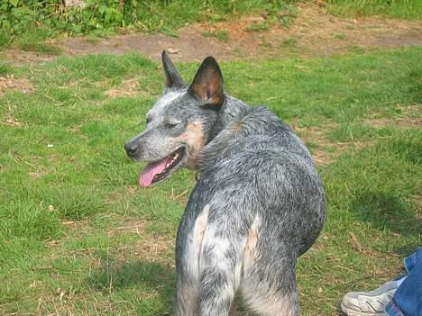Australsk cattledog Tess - Fatter ikke de 2 andre kan blive ved med at ræse rundt. billede 10