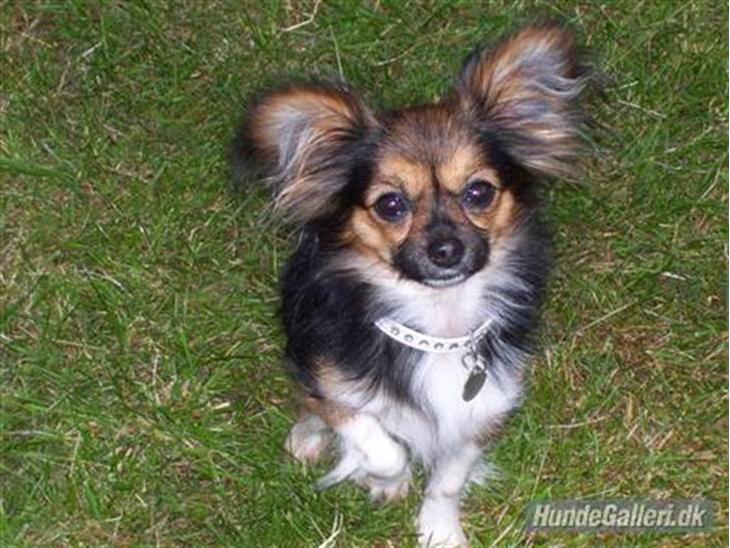 {{currentPhoto.altText}} billede {{currentPhoto.number}}