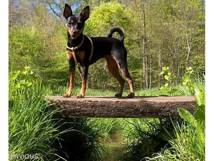 Dvaergpinscher Lille Lua Kahlúa - Velkommen til min profil  billede 1
