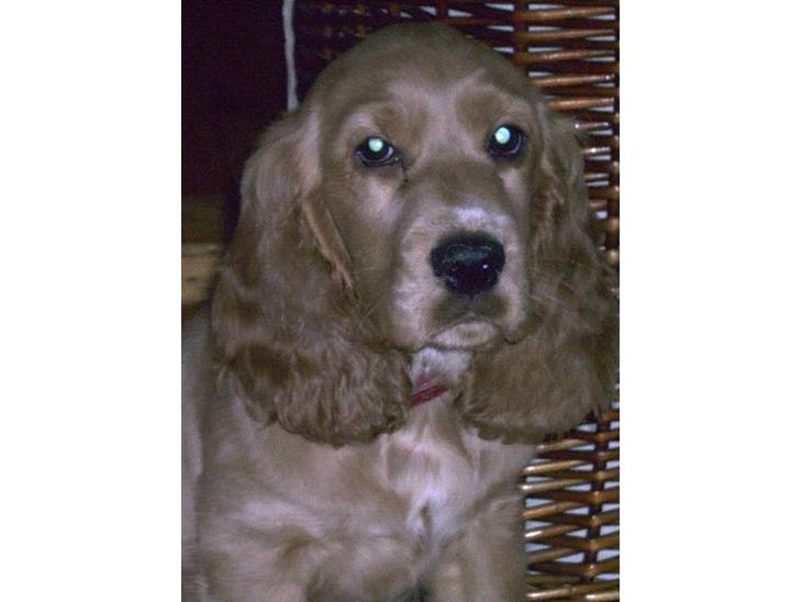 {{currentPhoto.altText}} billede {{currentPhoto.number}}