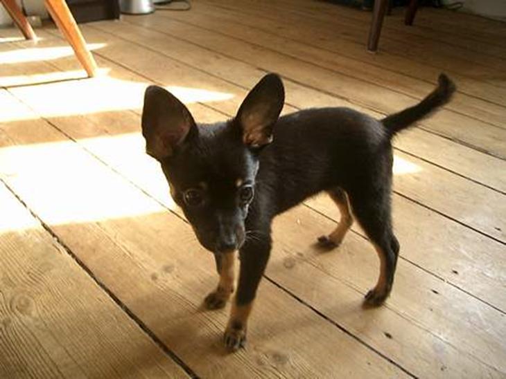 {{currentPhoto.altText}} billede {{currentPhoto.number}}