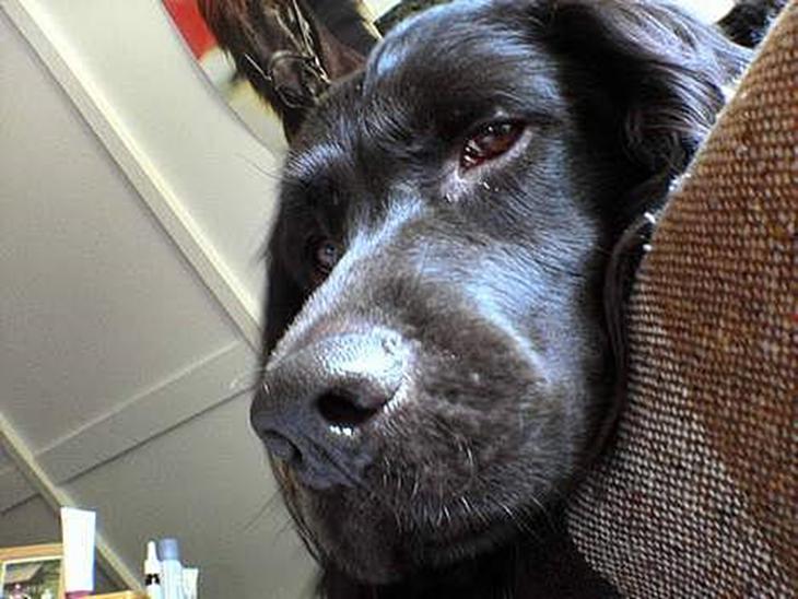 {{currentPhoto.altText}} billede {{currentPhoto.number}}