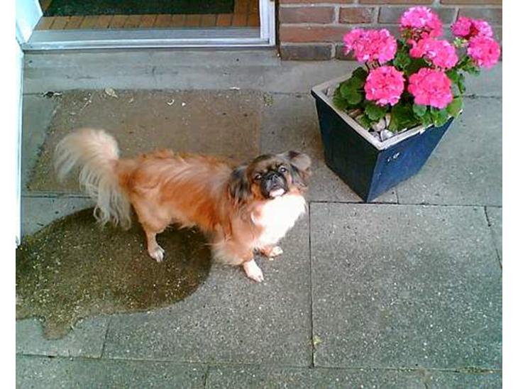 {{currentPhoto.altText}} billede {{currentPhoto.number}}