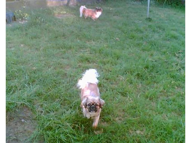 {{currentPhoto.altText}} billede {{currentPhoto.number}}