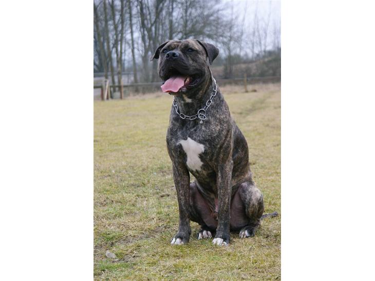 Blanding af racer Taco - Er jeg ikke en lidt smuk hanhund hva? Taget af Louise Britt billede 1