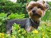 Yorkshire terrier Pixel