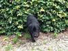Labrador retriever Vedita ( verdens bedste hun ever ) savnet <3 R.I.P [ Himmelhund]