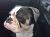 Olde english bulldogge Gundersen's Hugin