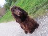 Cocker spaniel Mokka