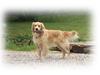 Blanding af racer Balder Himmelhund 