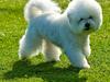 Bichon à poil frisé Zita [ Himmelhund]