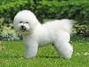 Bichon à poil frisé Zico