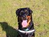 Rottweiler Mason