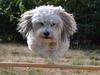 Bichon havanais Coccio