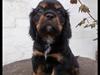Cavalier king charles spaniel Lloyd