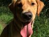 Golden retriever Arthur