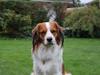 Kooikerhondje Barney