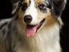 Australian shepherd Zoe